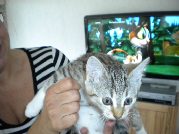 Fido Mis As A Kitten About 12 Month Old