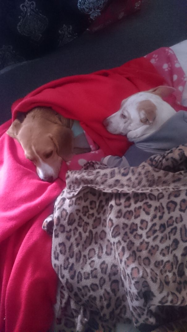 My Girls On A Cold Morning Like "nope I Am Not Getting Out Of Bed"