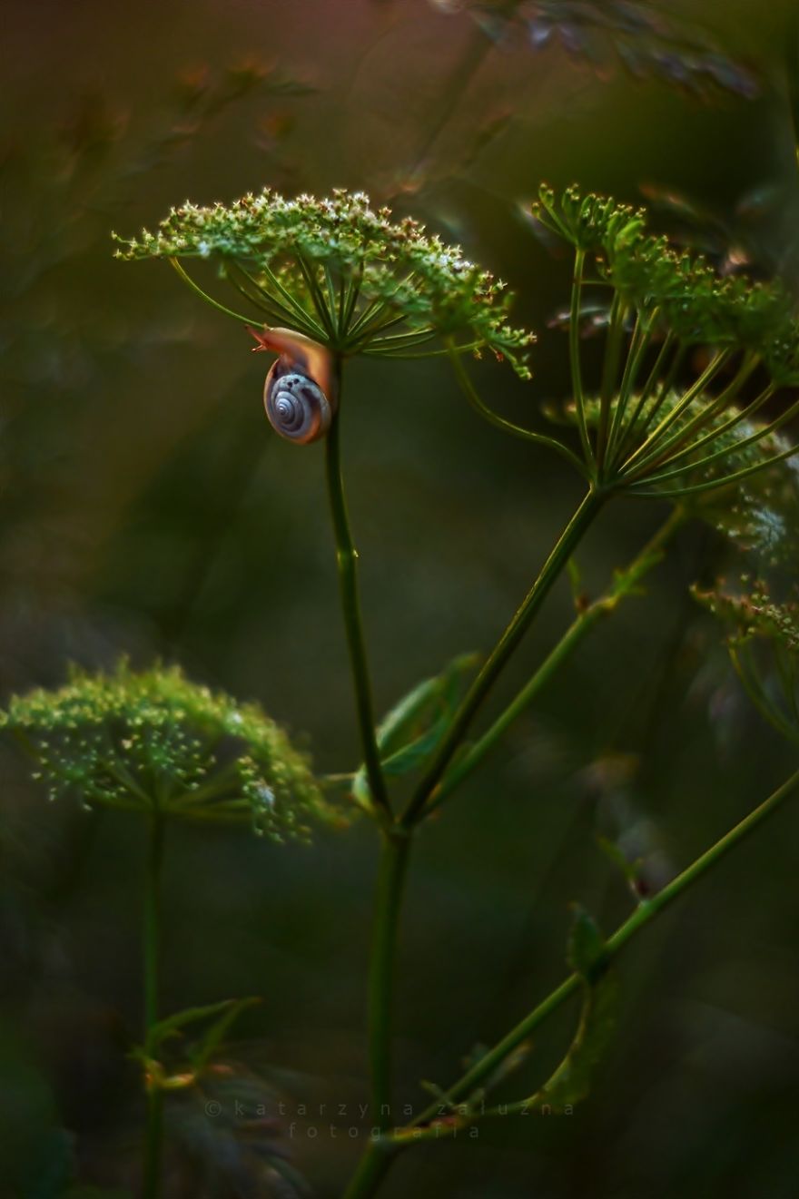 I Photograph Snails In Summer I Photograph Snails In Summer