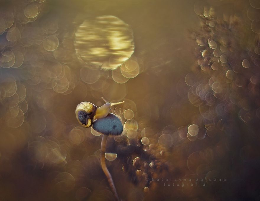 I Photograph Snails In Summer I Photograph Snails In Summer