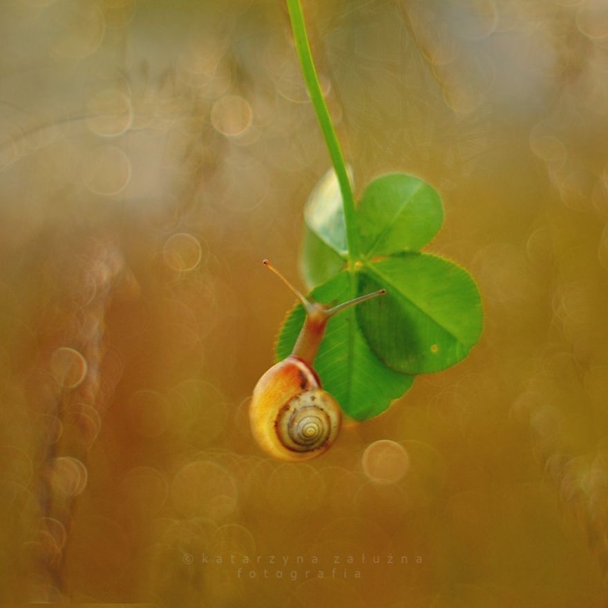 I Photograph Snails In Summer I Photograph Snails In Summer