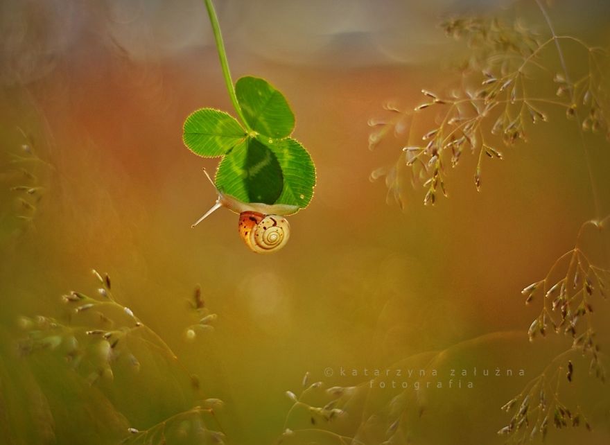 I Photograph Snails In Summer I Photograph Snails In Summer