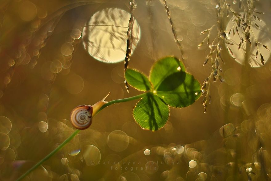 I Photograph Snails In Summer I Photograph Snails In Summer