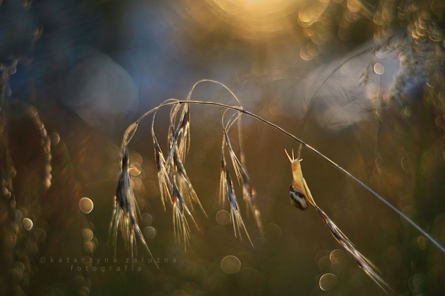 I Photograph Snails In Summer