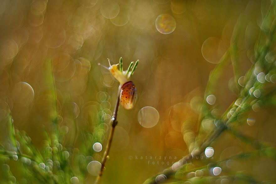 I Photograph Snails In Summer
