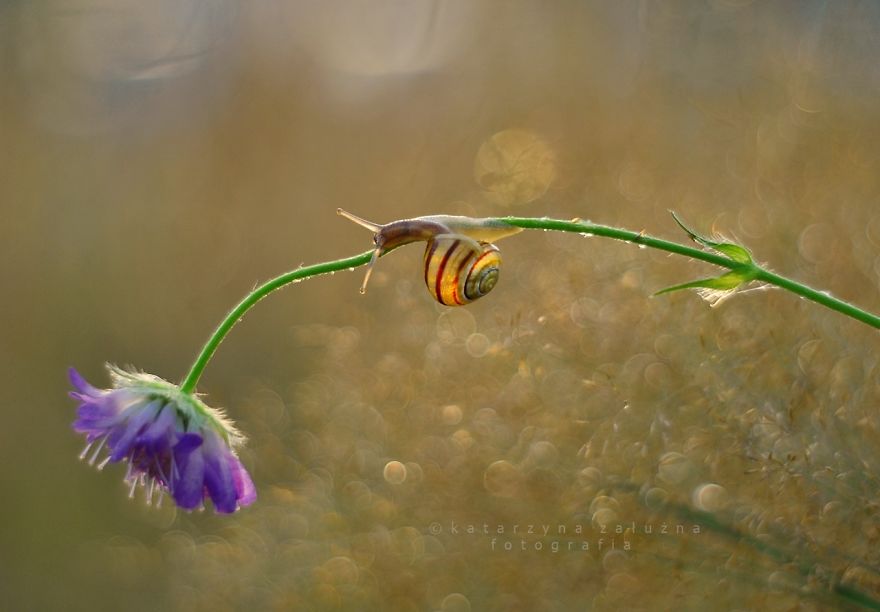I Photograph Snails In Summer