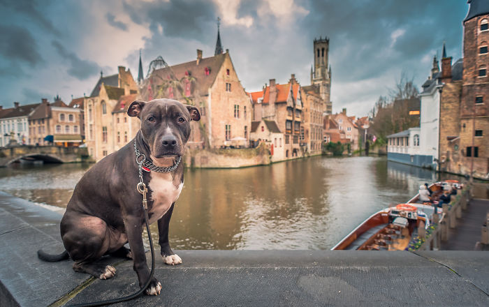 Meet Alfie, The Traveling Dog