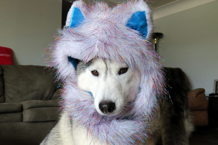 Dogs That Cosplay
