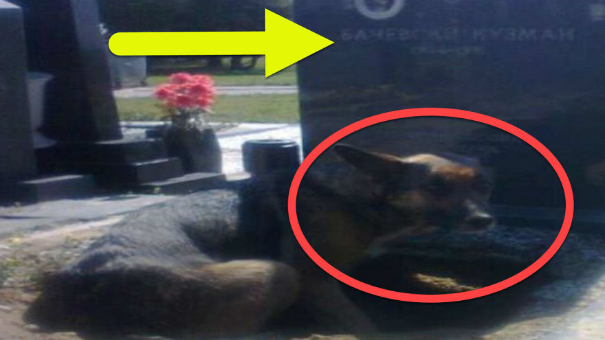 They Thought This Dog Was Grieving For Her Owner Until They Noticed What Was Underneath
