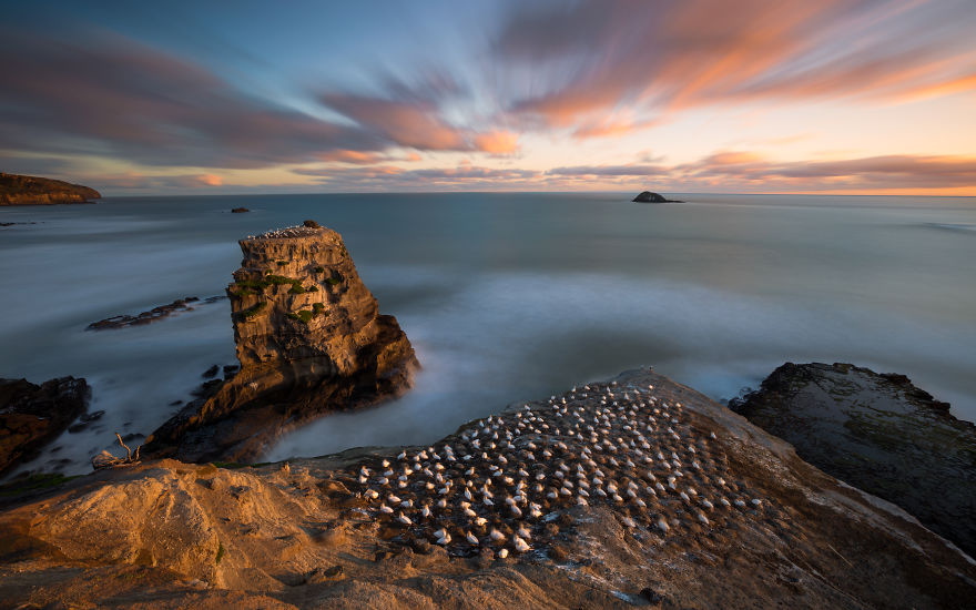 Muiriwai Gannet Colony
