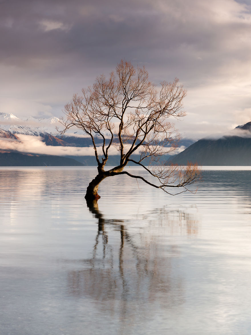 That Wanaka Tree Again