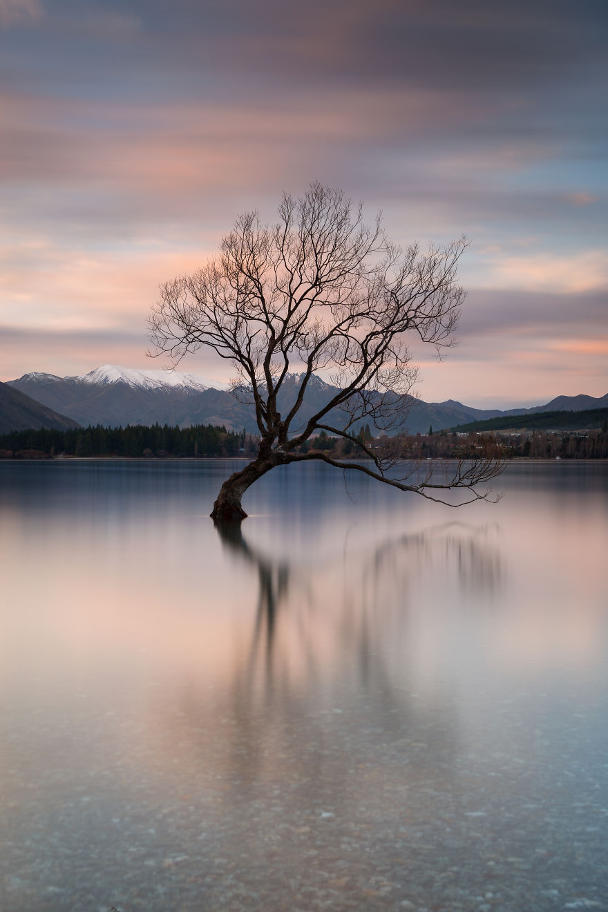 The Wanaka Tree