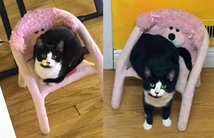 Meet Effy. The Haters Will Say She Looks The Same, But I Adopted Her From A Shelter When She Was Six Months Already. 6 Months And 2 Years.