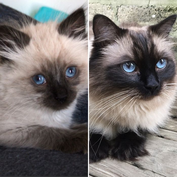 Mushu 10 Weeks And 7 Yrs