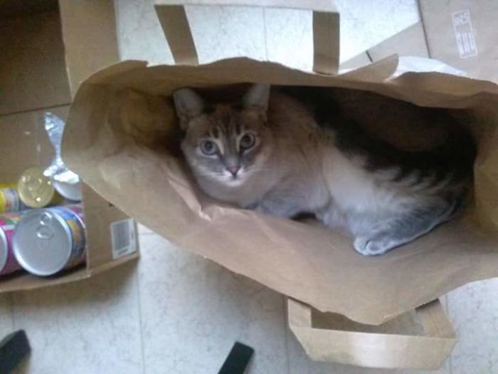 Boxie In Her First Bag