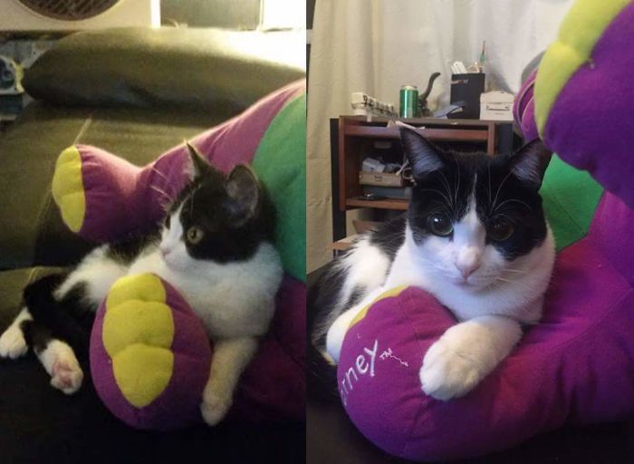 Barney Still Looks The Same