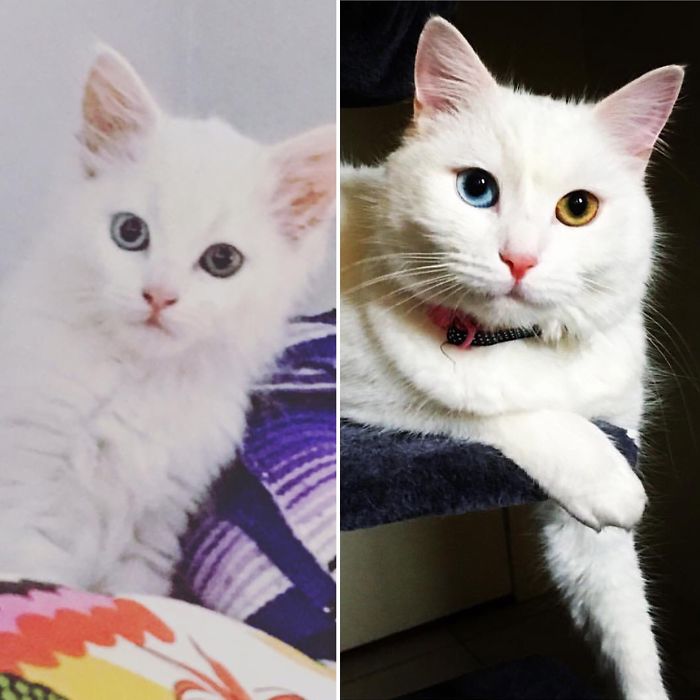 My Baby Marshmallow A Year Later. Was A Malnourished Fluff Ball Who Grew Into A Princess!