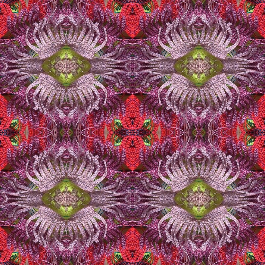 Flowers For Your Imagination