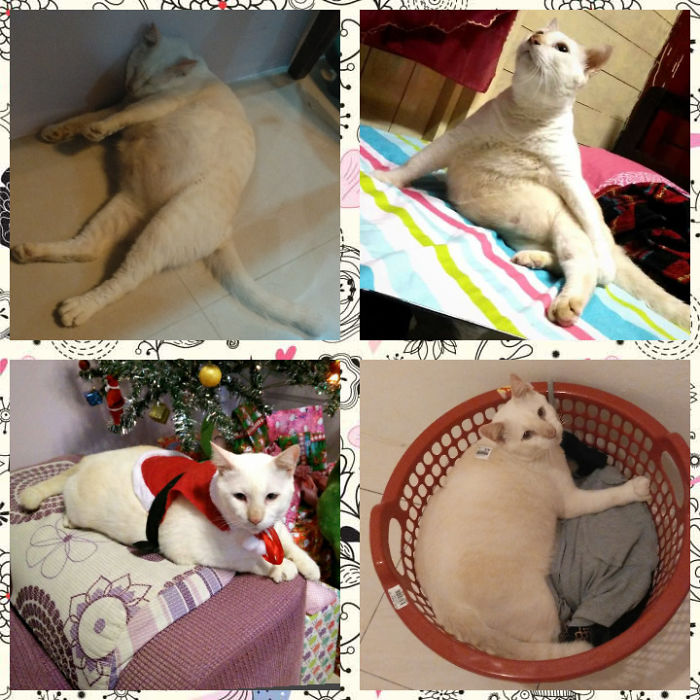 I Don't Have Bourbon's Pics As A Kitten Cuz He's Adopted In Sept 2016. But He's Growing Healthier Since Then Till Now!