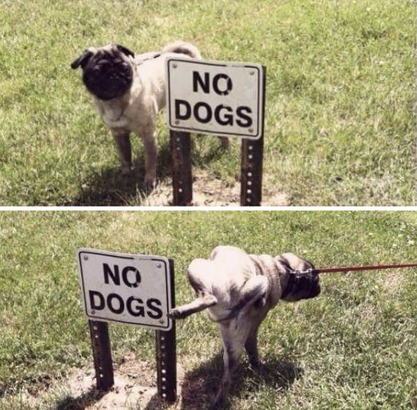 This Dog Gets It