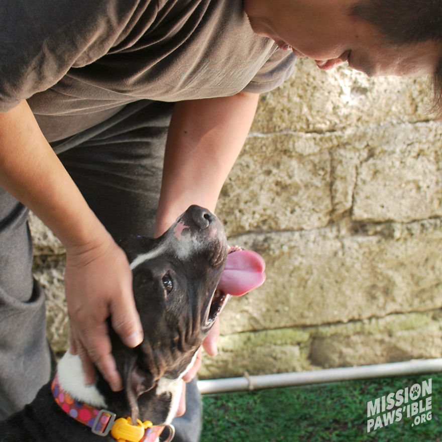 Horrific Neglect Of Pitbull Makes An Incredible Transformation