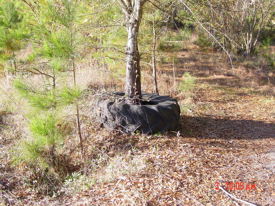 How Did This Tire Get Around This Tree?