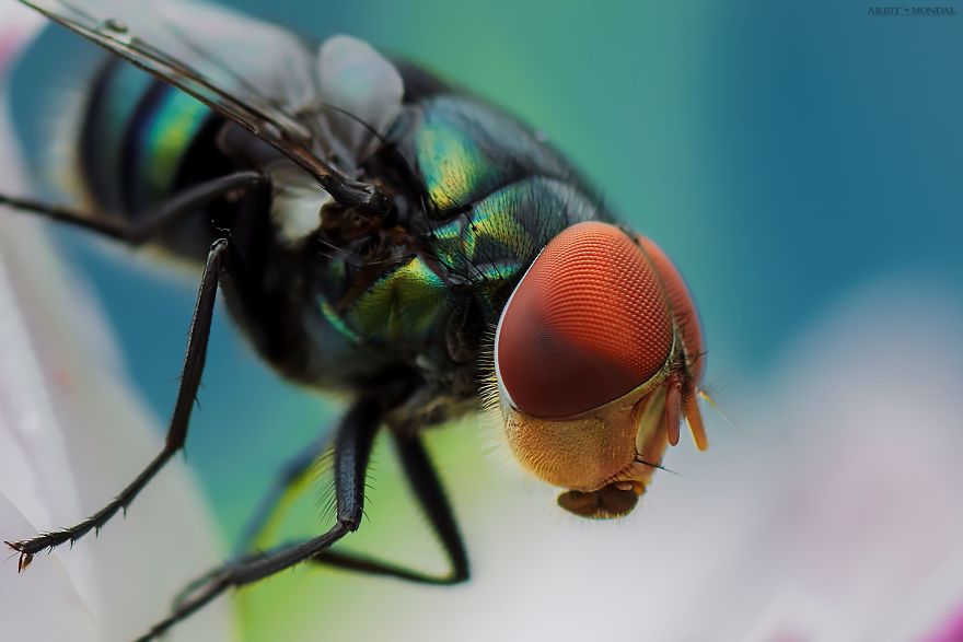 Green Bottle Fly