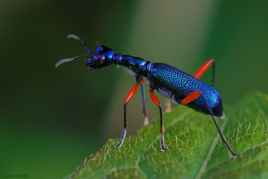 Ground Beetle