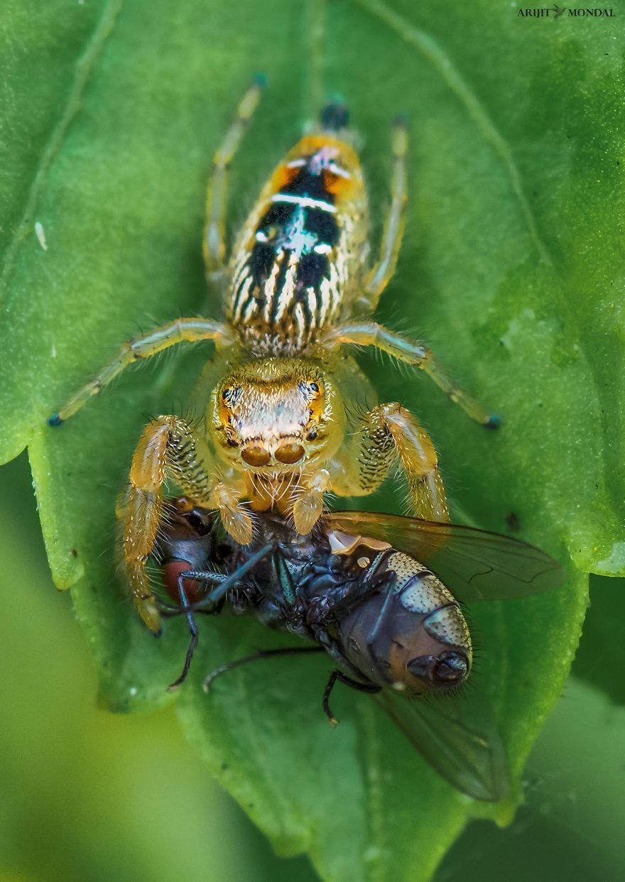 Jumping Spider