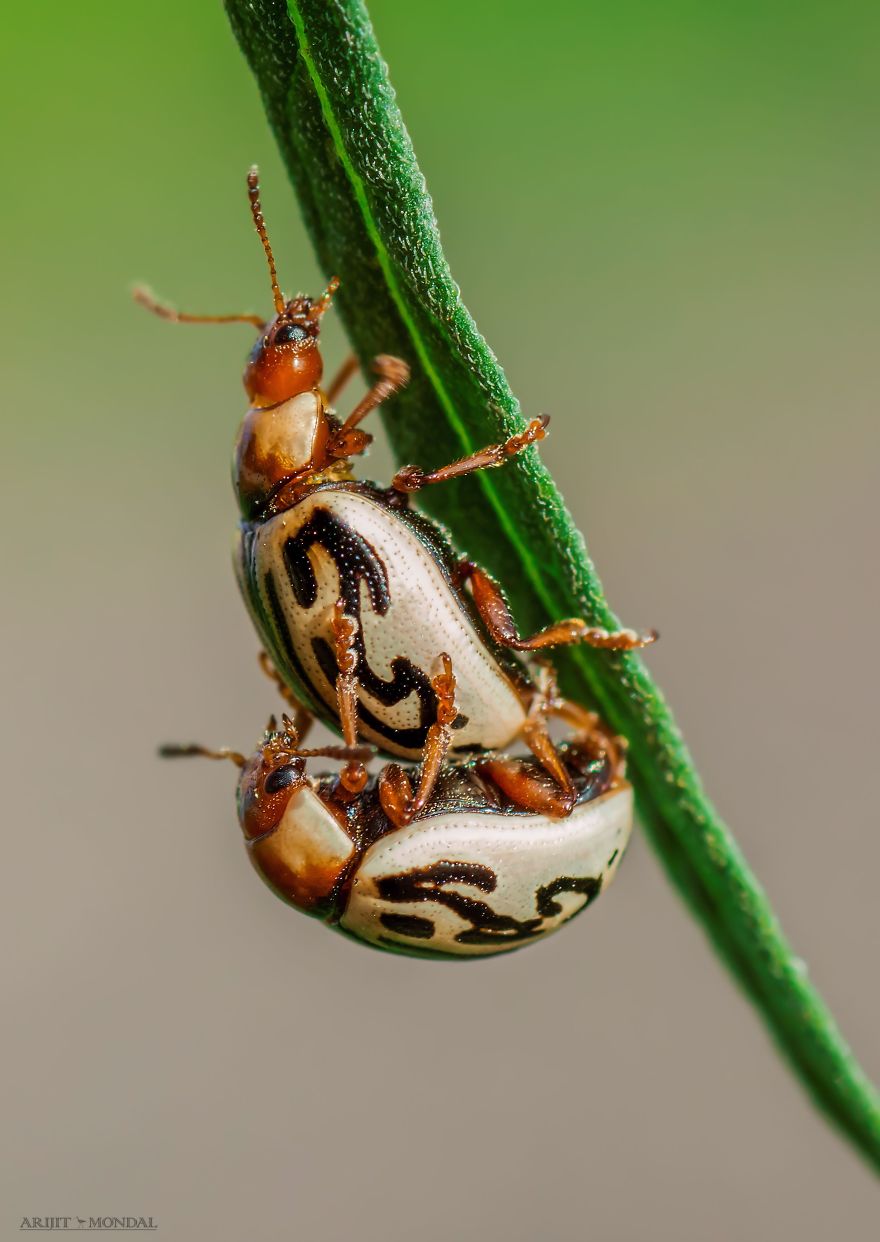 Parthenium Beetle