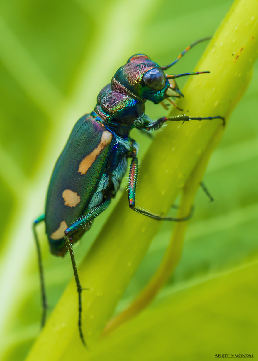 Tiger Beetle