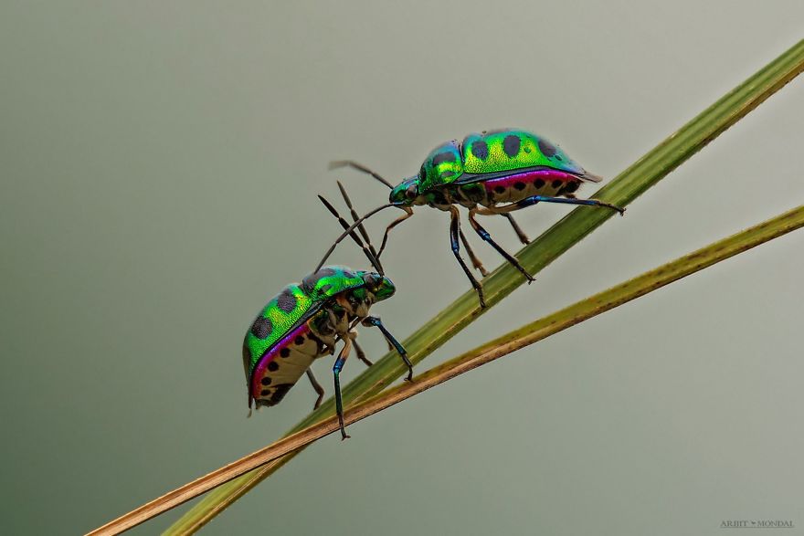 Jewel Bug