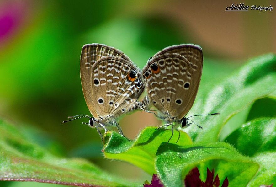 Plains Cupid