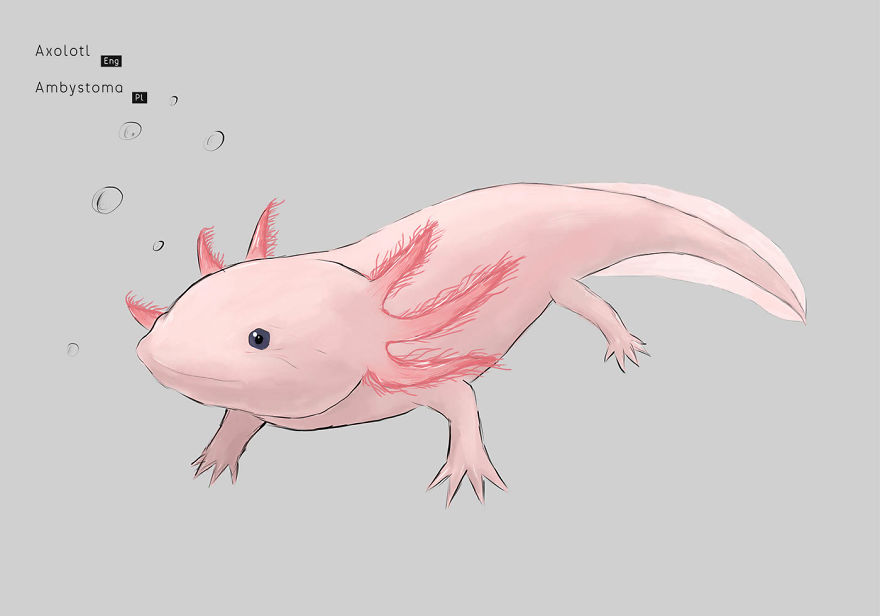 I Drew Animals You've Probably Forgotten About