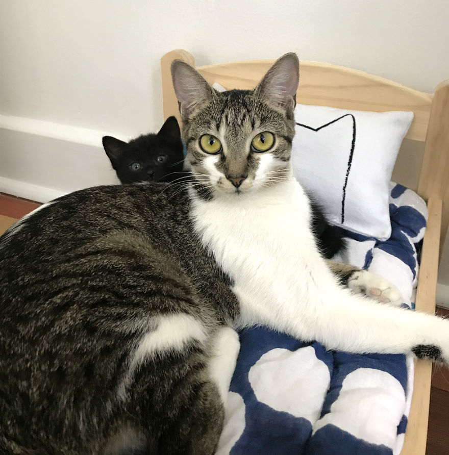 I Make Mini Versions Of My Catnap Pillows For Ikea Duktig Doll Beds To Further Enhance Your Cat Hack I Make Mini Versions Of My Catnap Pillows For Ikea Duktig Doll Beds To Further Enhance Your Cat Hack