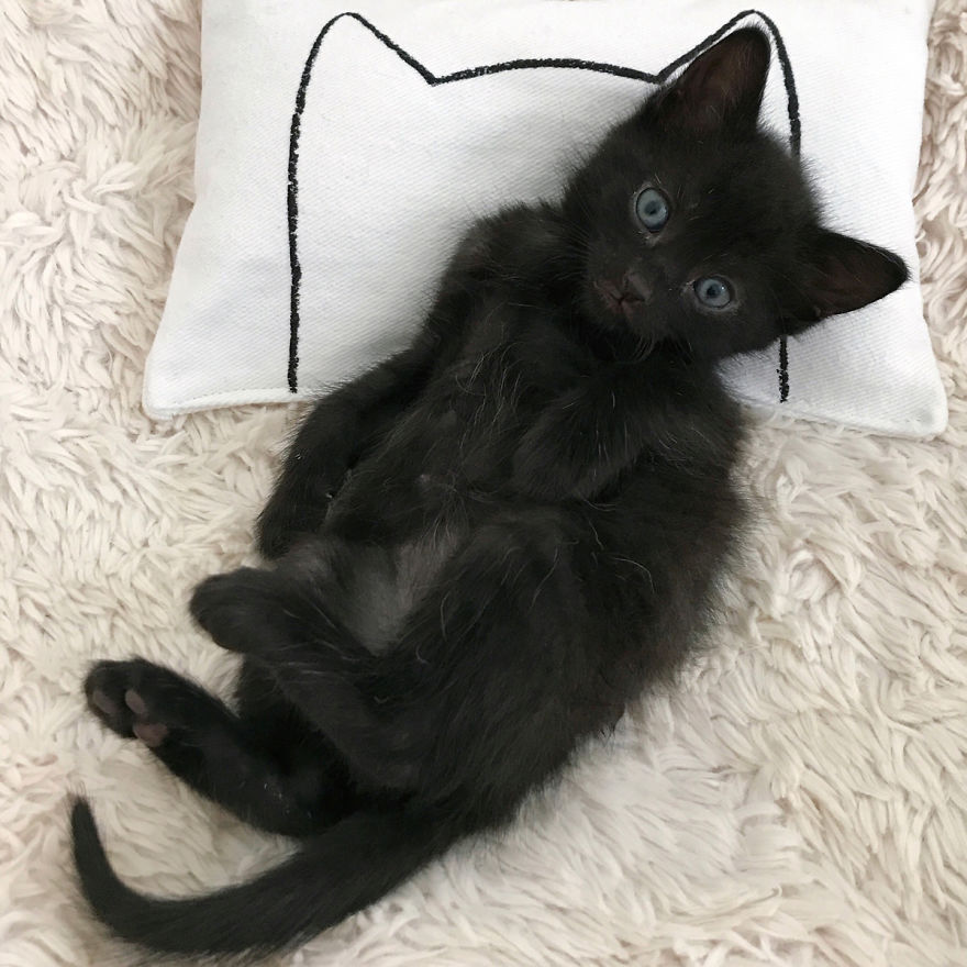 I Make Mini Versions Of My Catnap Pillows For Ikea Duktig Doll Beds To Further Enhance Your Cat Hack I Make Mini Versions Of My Catnap Pillows For Ikea Duktig Doll Beds To Further Enhance Your Cat Hack