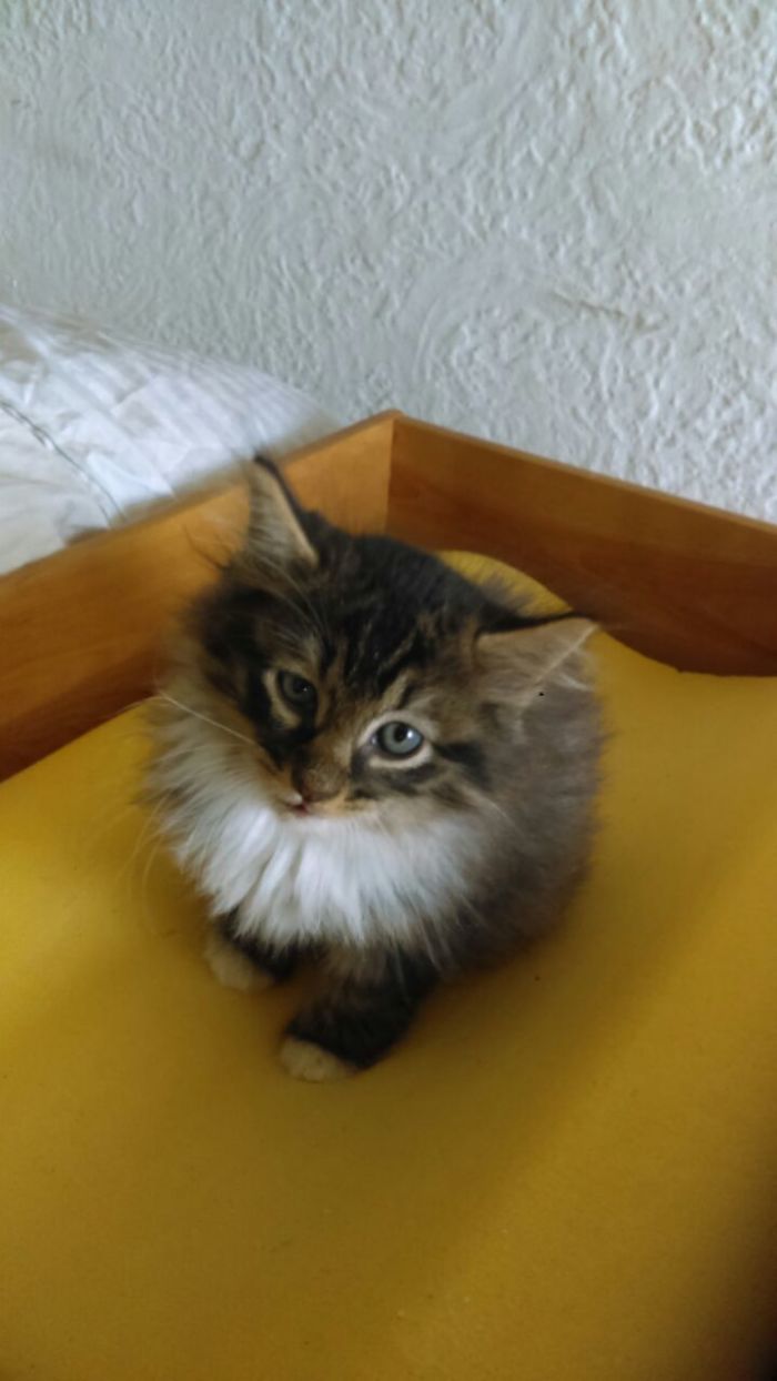 Astro! Aka Pizzaface