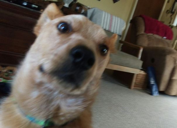 Woke Up From A Nap To This Face.