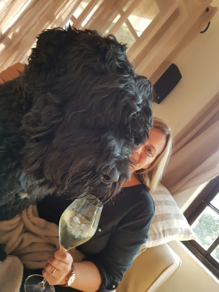 Not Only Does My Black Russian Have A For The Couch; He Has A Nose For Fine Cape Wines Too.