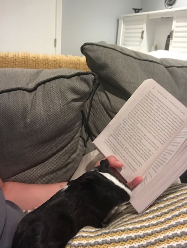 My Guinea Pig Loves Harry Potter