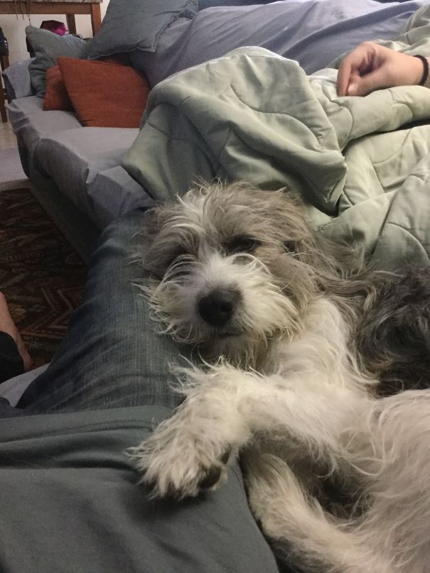 My Muppet After A Nap, Pure Bliss