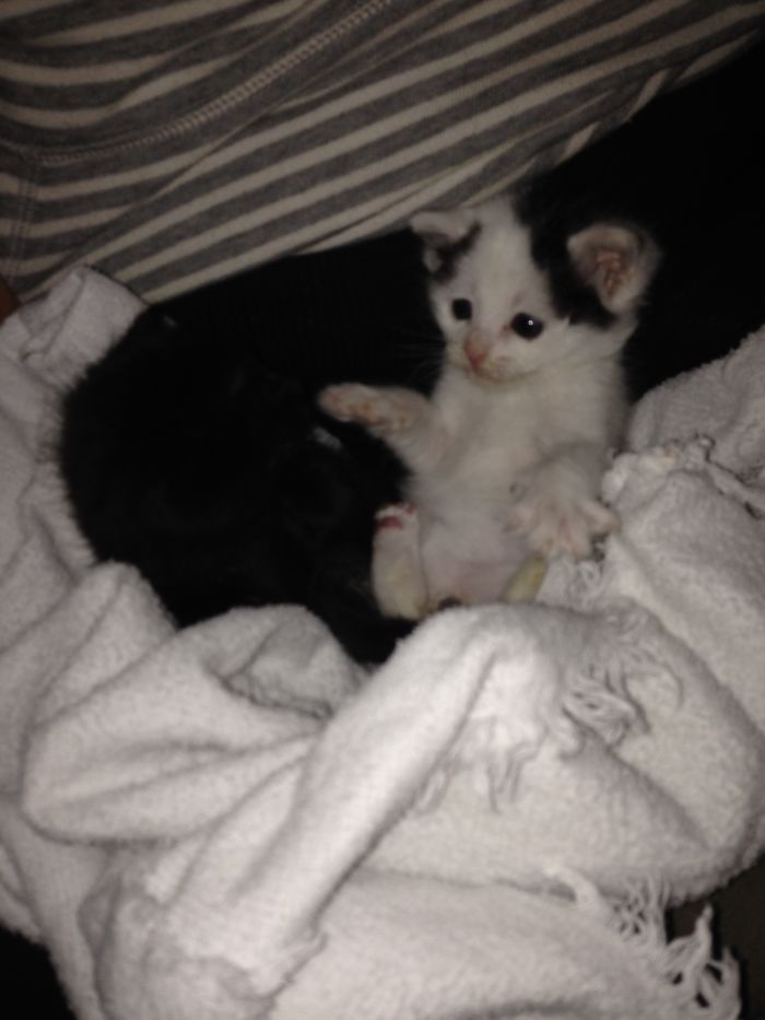 Gizmo Then (4-5 Weeks Old And Finally Healthy)!