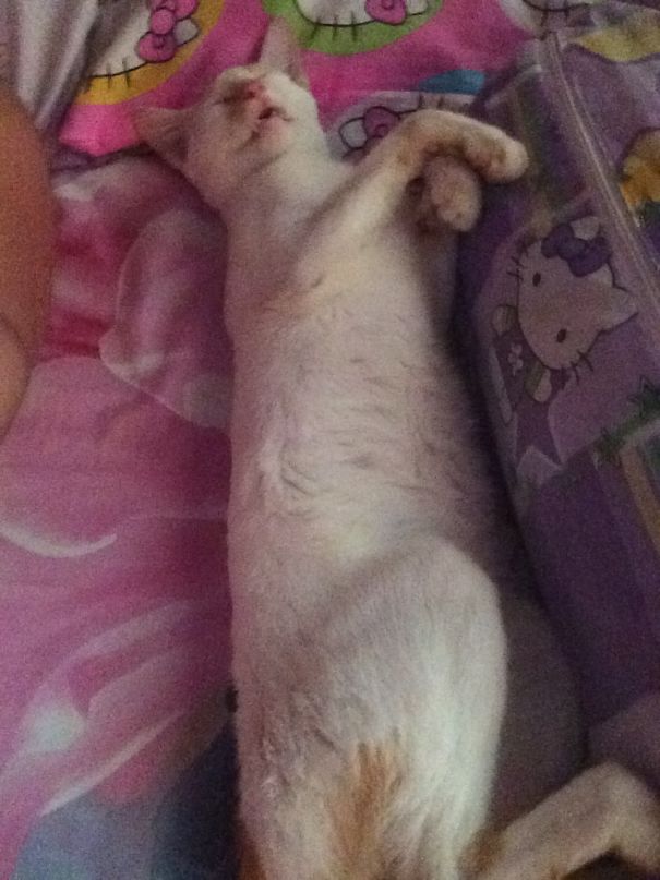 Just Woke Up And Found Out My Son Has Gone To School And Guess Who's Right Beside Me..my Cat