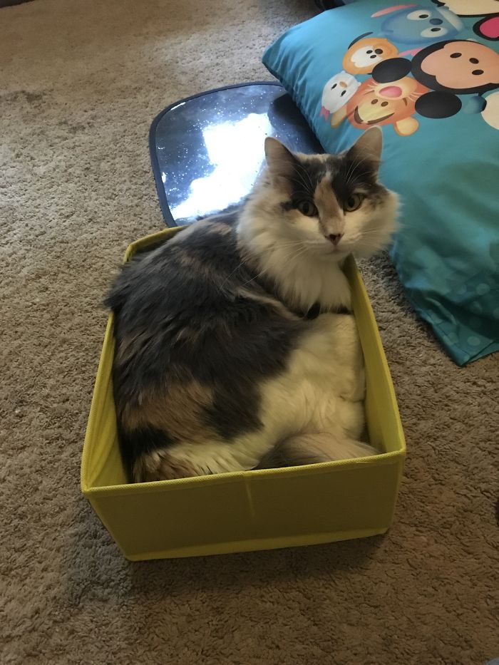 Our Kitten When We Found Her Vs. Today