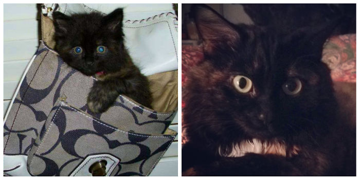 Sweet Princess Dinah Is Sill Pretty Classy And Sassy