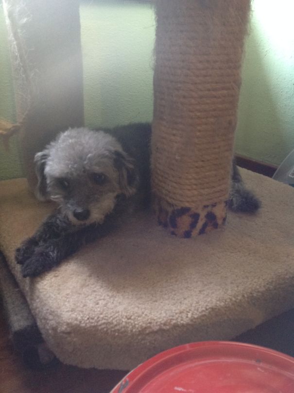 Testing Out The New Cat Tower. "yup It's Good."