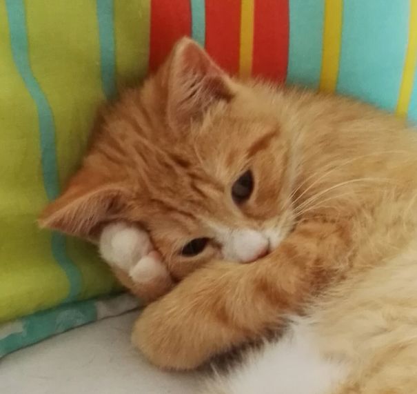 The First Lazy Sunday Of Our New Kittens And He Already Learnt To Steal Our Hearts And Our Bed.