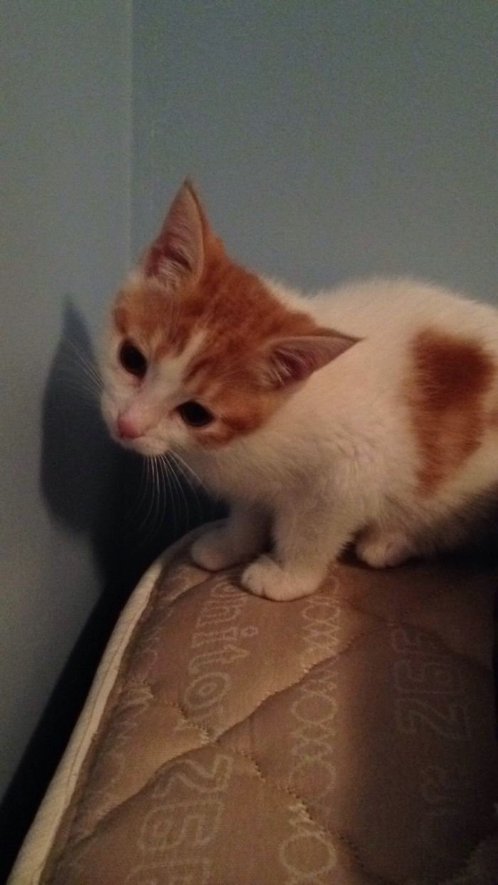 Mistcheif At 7 Weeks