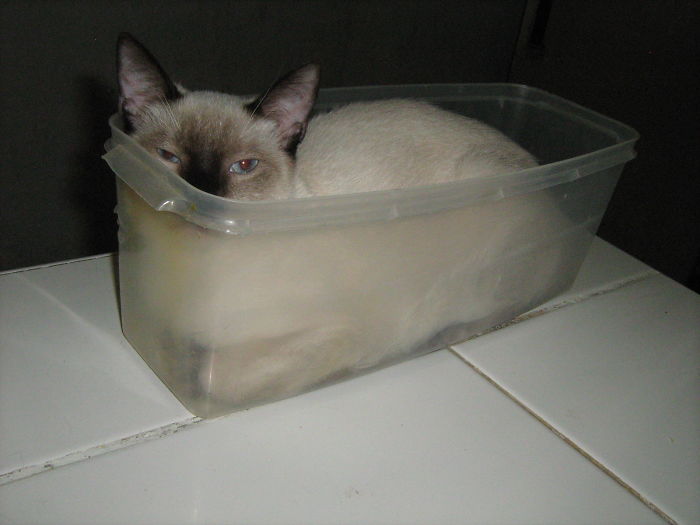 Dear Chuckles Doesn't Care