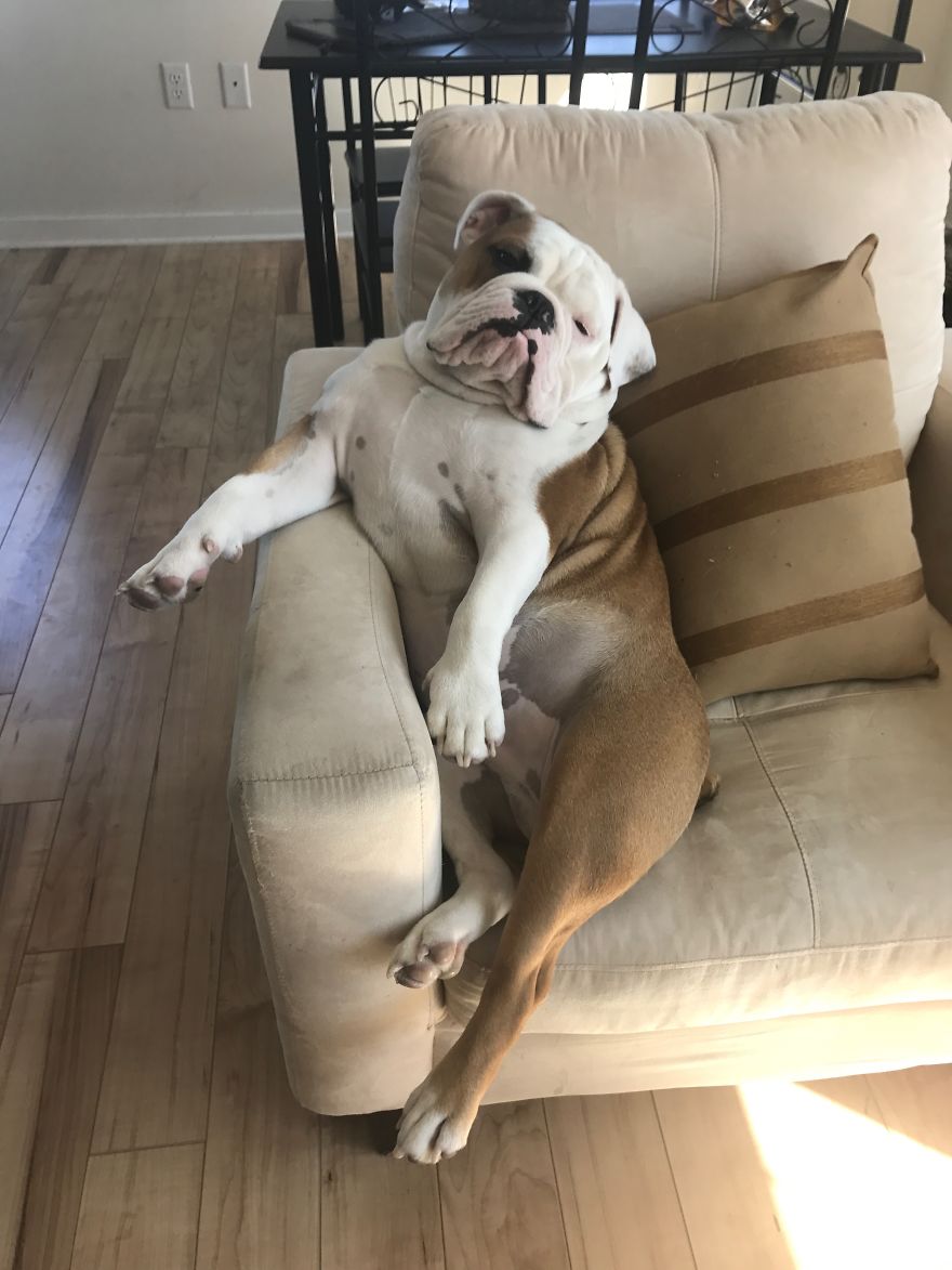 Meet Walter - An English Bulldog Who Likes To Sit Like A Human In His Favorite Chair